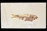 Bargain, Fossil Fish (Knightia) - Wyoming #89139-1